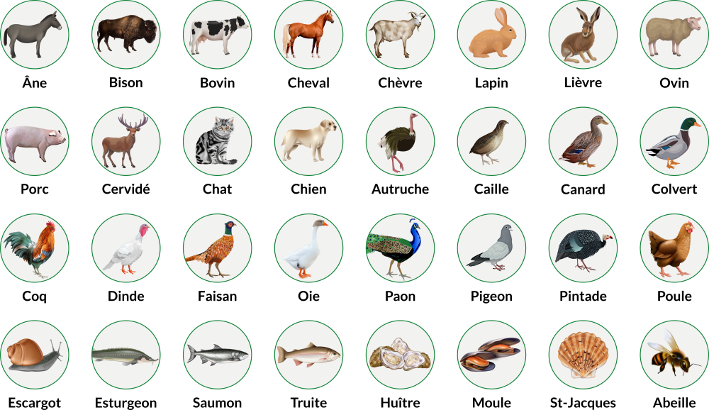 Productions animales
